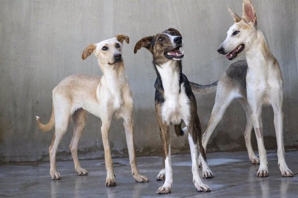 Bioparc y AUPA impulsan el Desfile de Perros en busca de hogar con animales afectadas por la dana