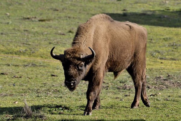 Investigadores de la UCM determinan que el bisonte europeo no puede contribuir a frenar el cambio climático