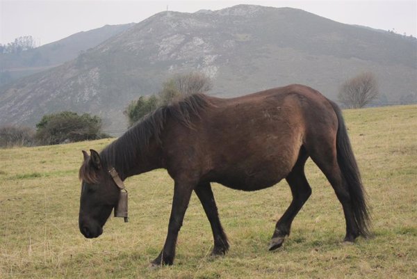 Los caballos se pueden contagiar del virus H5N1 de la gripe aviar, pero la infección pasa desapercibida, según estudio