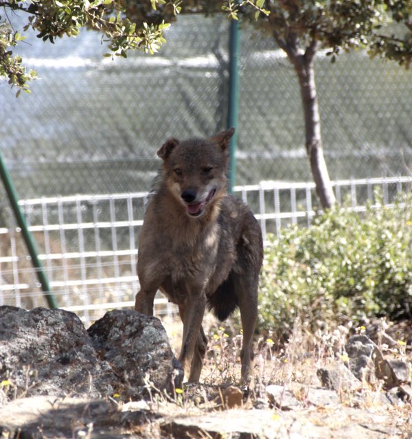 UGAMA solicita que se convoque la Mesa del Lobo para disponer de datos sobre ataques en la Comunidad de Madrid