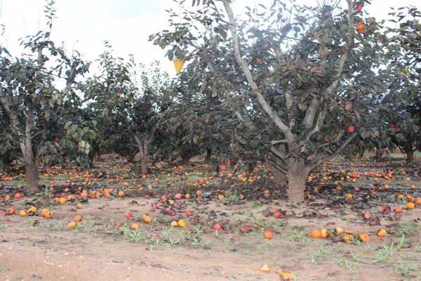 El plan de seguros agrarios se eleva un 10,7% en 2025, hasta los 315 millones