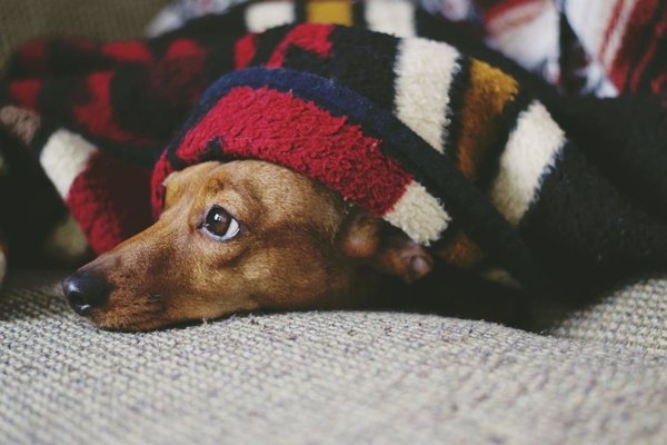 Crear un refugio en casa o mantener puertas y ventanas cerradas, consejos para proteger a las mascotas de la pirotecnia