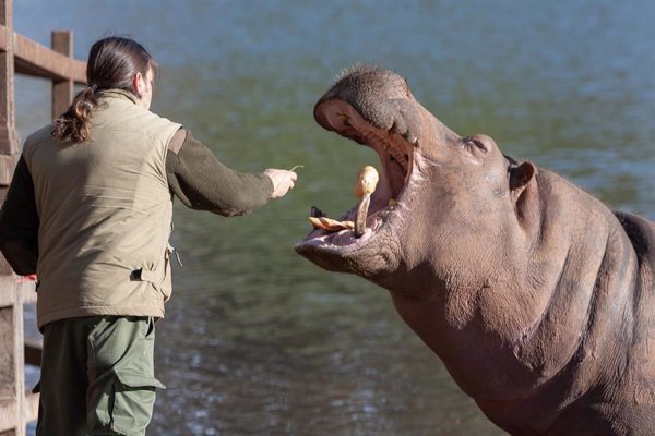 Fundación Franz Weber pide prohibir el 'toca a toca' de animales en los zoos tras el suceso con un elefante en Tailandia