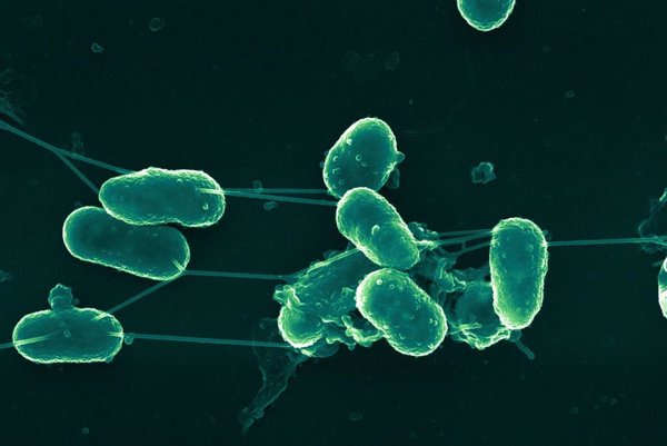 Científico del CSIC afirma que las bacterias tienen vida social: 