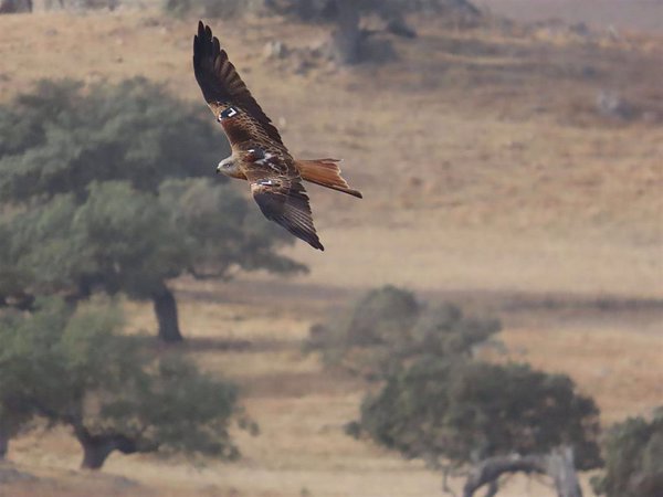 Endesa y AMUS impulsan la conservación de más de 200 ejemplares de pájaros en peligro de extinción