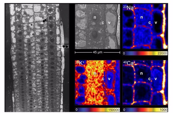 Una nueva técnica revela un mecanismo de tolerancia de las plantas a la alta salinidad