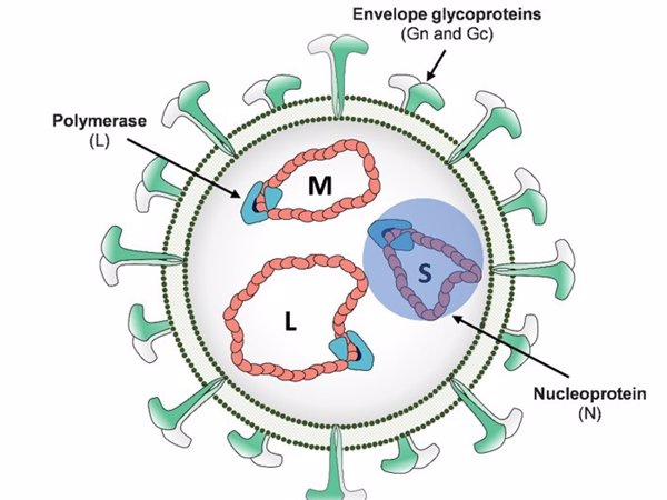 Obtienen variantes del virus de la fiebre del Valle del Rift útiles para estudios moleculares