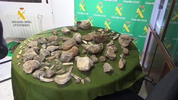 La Guardia Civil recupera más de 100 restos de mamuts expoliados de un yacimiento paleontológico en Granada