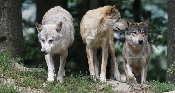 Una manada de lobos mata 11 corderos, 4 ovejas y 4 sementales en 5 ataques consecutivos a una granja de San Lorenzo