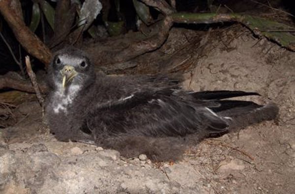 El 90% de las aves sufre contaminación por plástico en la Corriente de Canarias, según un estudio de MNCN-CSIC