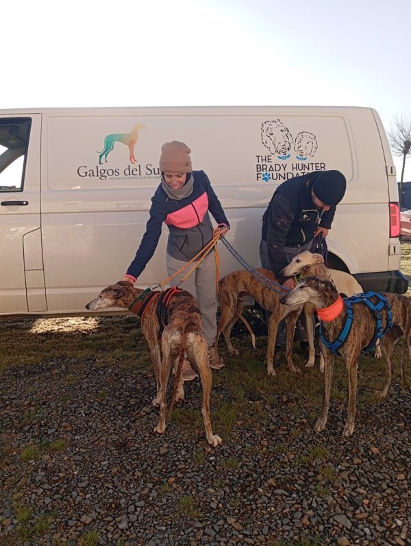 Galgos del Sur rescata 274 perros de caza en 2024, 32 de ellos decomisados por Seprona a cazadores en estado lamentable
