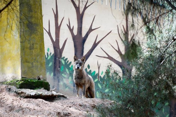 Vox exige al Gobierno que cree un Plan Nacional del Lobo que 