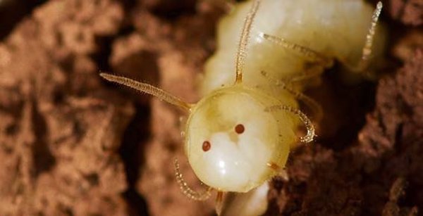 Descubren unas larvas de mosca que se infiltran entre las termitas imitando sus rasgos y olor