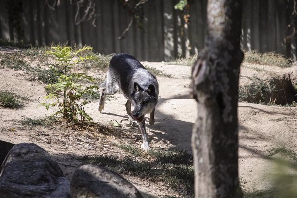 Transición Ecológica no ve urgente revisar el estado de protección del lobo pero tendrá en cuenta los datos