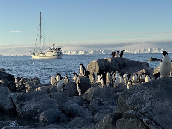 La expedición CSIC-UNESPA confirma la dispersión del virus de la gripe aviar de alta patogenicidad en el mar de Weddell