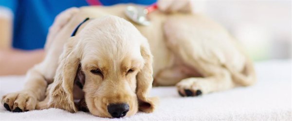 La Real Sociedad Canina advierte de que la esterilización temprana en perros aumenta su riesgo de padecer transtornos