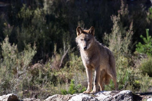 EHNE advierte de la posible presencia de un lobo cerca de Navarra y recomienda a los pastores 