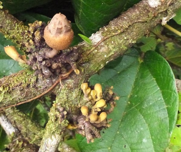 Descrita una especie desconocida de árbol de Panamá, un nuevo tipo de zapote de monte