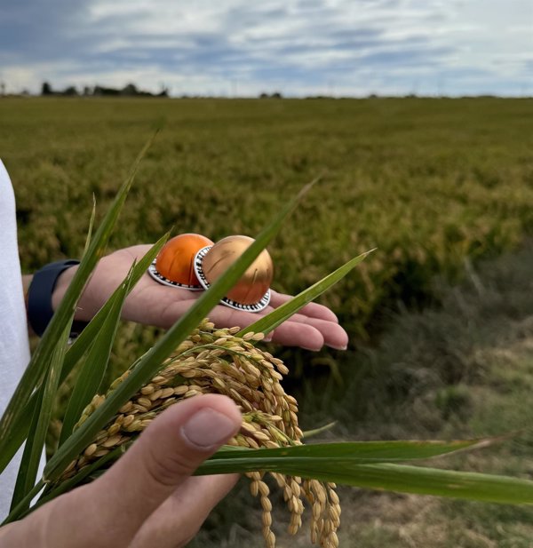 Nespresso dona más de 200 toneladas de arroz a bancos de alimentos españoles con el reciclaje de sus cápsulas