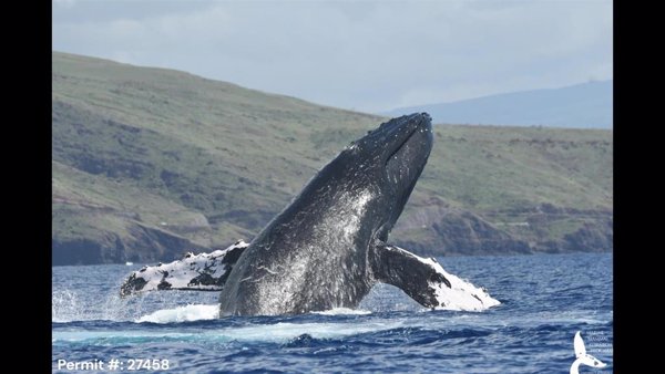 L'Oceanogràfic participa en un estudio sobre la resistencia de las ballenas jorobadas en su migración por el Pacífico