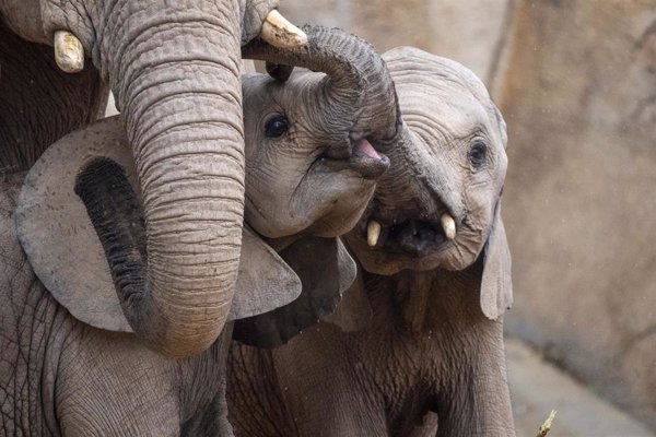 Bioparc Valencia celebra con una fiesta el primer cumpleaños del elefante Malik