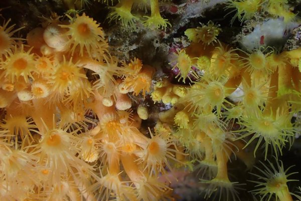 Un equipo de biólogos marinos descubren dos nuevas especies de coral en la Costa de Granada