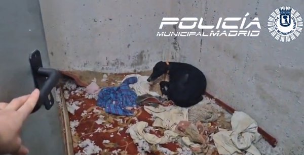 Rescatan un galgo en un trastero de Usera (Madrid) sin luz y lleno de excrementos