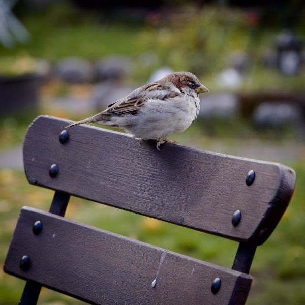 La población de gorrión común en España cae un 20% y pierde 7 millones de ejemplares en 25 años, según SEO/BirdLife