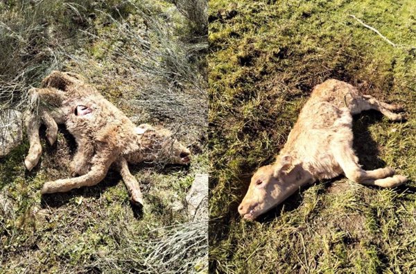 Los buitres atacan una explotación ganadera de La Zarza de Pumareda en Salamanca y matan dos terneros