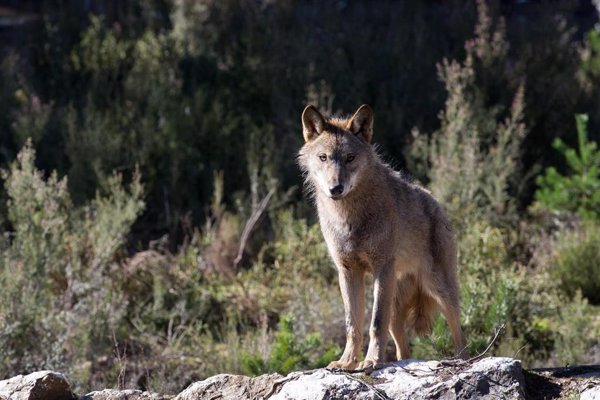 Ganaderos dicen que hay que coexistir con el lobo, pero también controlarlo: 