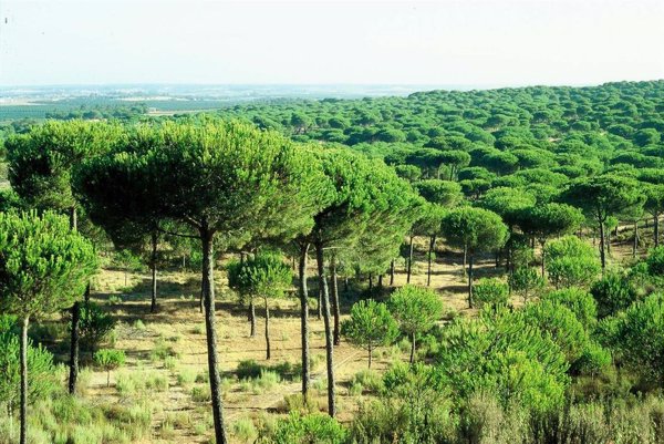 Un proyecto pondrá en marcha los primeros 'bosques laboratorio' de España para regenerar los de coníferas