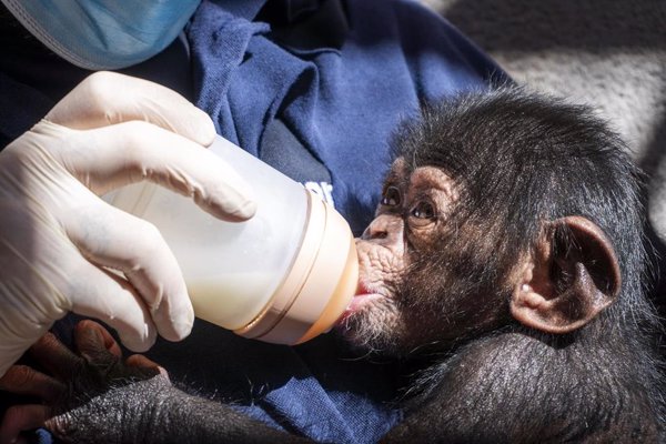 El chimpancé nacido en Bioparc Valencia se llamará Ekon, que significa 