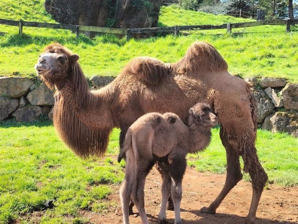 El Parque de Cabárceno da la bienvenida a una cría hembra de camello bactriano