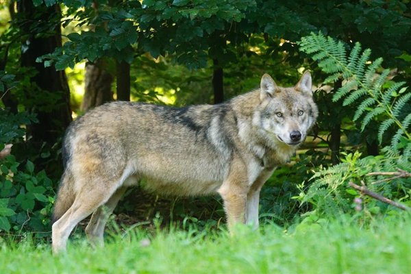 Cantabria desestima el recurso de ASCEL contra la resolución para extraer 41 lobos