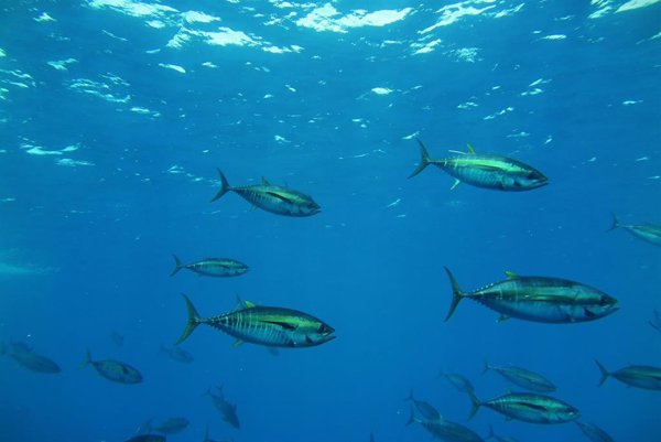 Ministerio y Azti analizan el estado de los hábitats en los fondos marinos del Golfo de Vizcaya