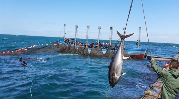 La primera 'levantá' de la almadraba de Conil captura 129 ejemplares de atunes rojos salvajes