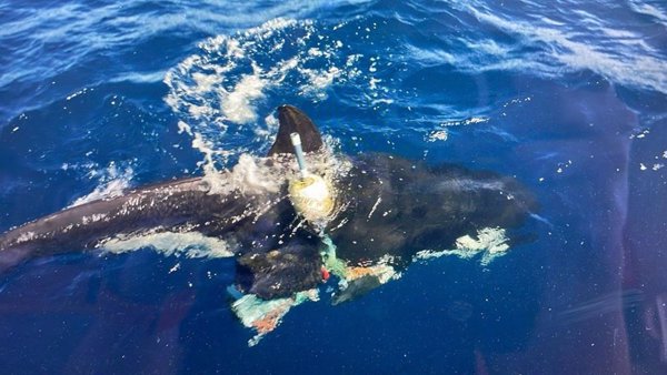 Rescatan en Cádiz a una orca enmallada en una boya y restos de pesca en el Estrecho de Gibraltar