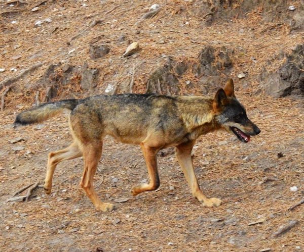 Cantabria ha iniciado ya extracciones de lobos en Campoo y Polaciones