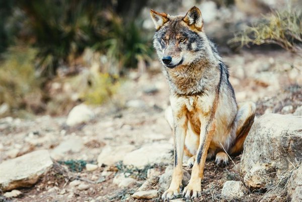 Podemos pregunta al Gobierno por la constitucionalidad de la modificación del estatus del lobo