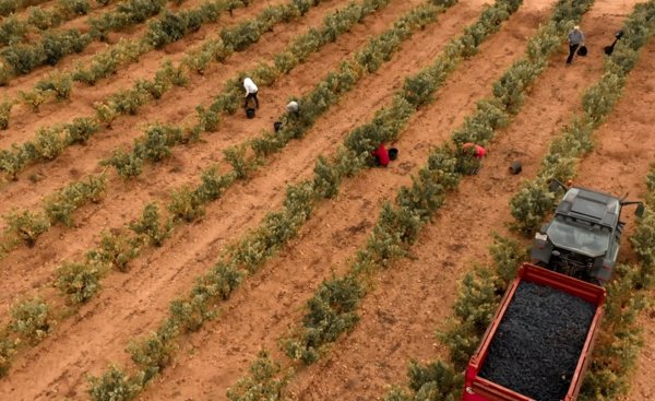 Grupo Barón de Ley se expande con su desembarco en la DO Ribera de Duero