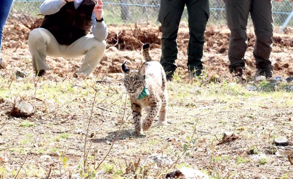 Vouga y Valeriana compartirán hábitat con los otros cuatro linces liberados en el Cerrato palentino