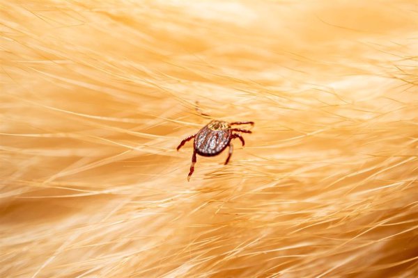 Las personas que viven en zonas rurales tienen un 36% más de riesgo de sufrir la enfermedad de Lyme por las garrapatas