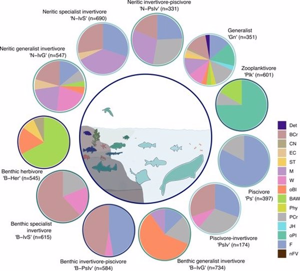 Las redes tróficas marinas se organizan de manera similar a escala global, según el MNCN
