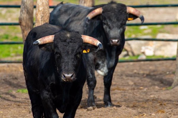 Empresarios andaluces buscan impulsar el turismo en torno al Toro de Lidia