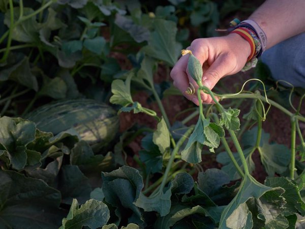 Las sequías y olas de calor reducen la capacidad de las plantas de absorber CO2, según un estudio