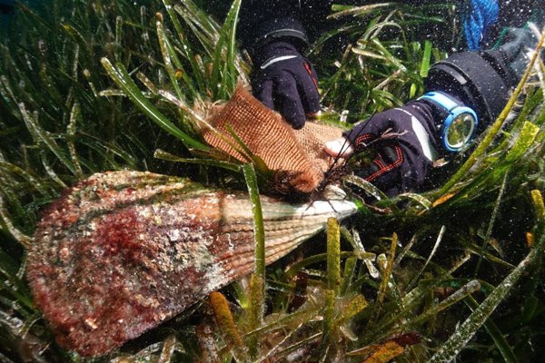 Científicos localizan tres nuevas nacras híbridas en el Mediterráneo, un paso hacia la conservación de la especie