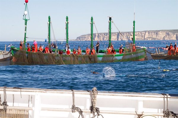La almadrabas de Cádiz aseguran que viven una situación 