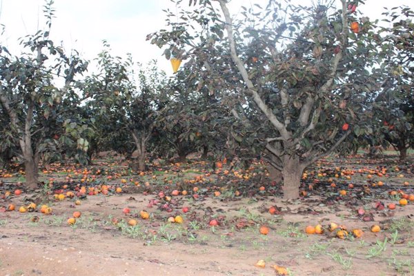 Gobierno aprueba el convenio entre Enesa y Agroseguro para ejecutar el seguro agrario dotado con 315 millones
