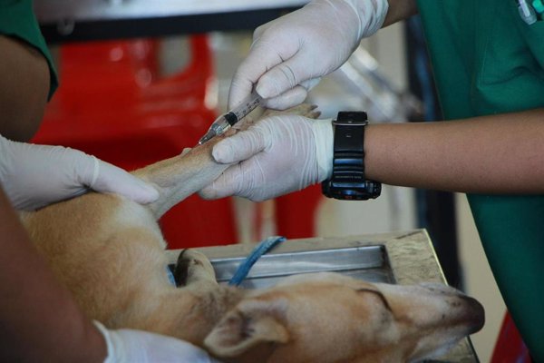 PACMA apoyará las protestas de los veterinarios contra la Ley del Medicamento veterinario