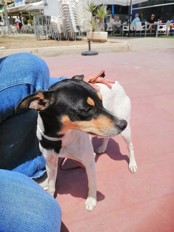 Desmienten el supuesto abandono de un perro en Mojácar (Almería) viralizado en un vídeo en redes